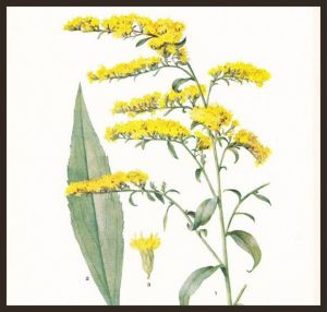 goldenrod (1)