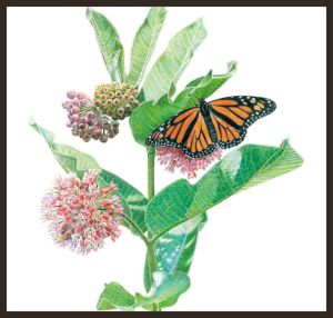 monarch on milkweed
