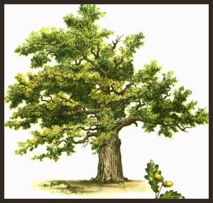 Oak tree